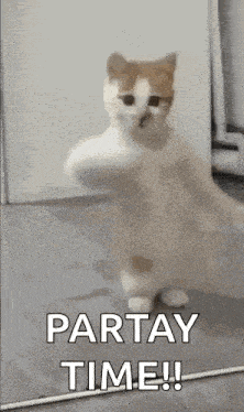 a cat is standing in front of a mirror with the words partay time written on it