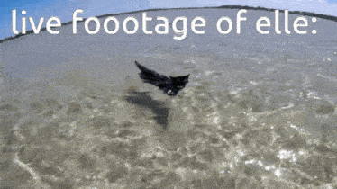 a picture of a cat in the water with the words live foootage of elle below it
