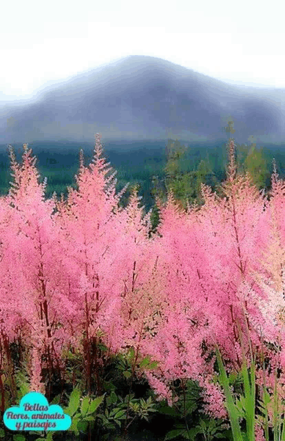a field of pink flowers with a mountain in the background and a sign that says bellas flores animales y paisajes
