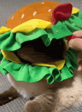Berry Cat GIF - Berry Cat Siamese GIFs