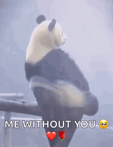 a panda bear is sitting on a branch with the words me without you