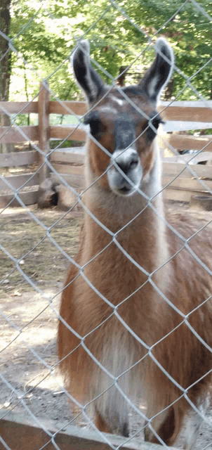 a llama is behind a chain link fence and looking at the camera
