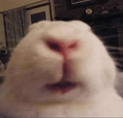 a close up of a white rabbit 's face with a red nose .
