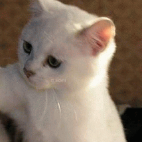 Cat Cute GIF - Cat Cute Matching Pfp GIFs