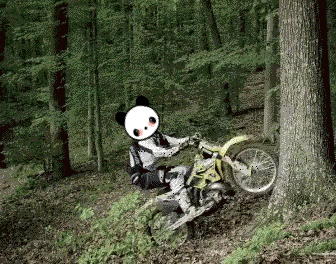 a panda riding a dirt bike in the woods