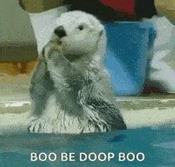 a baby sea otter is standing in the water and looking at the camera .