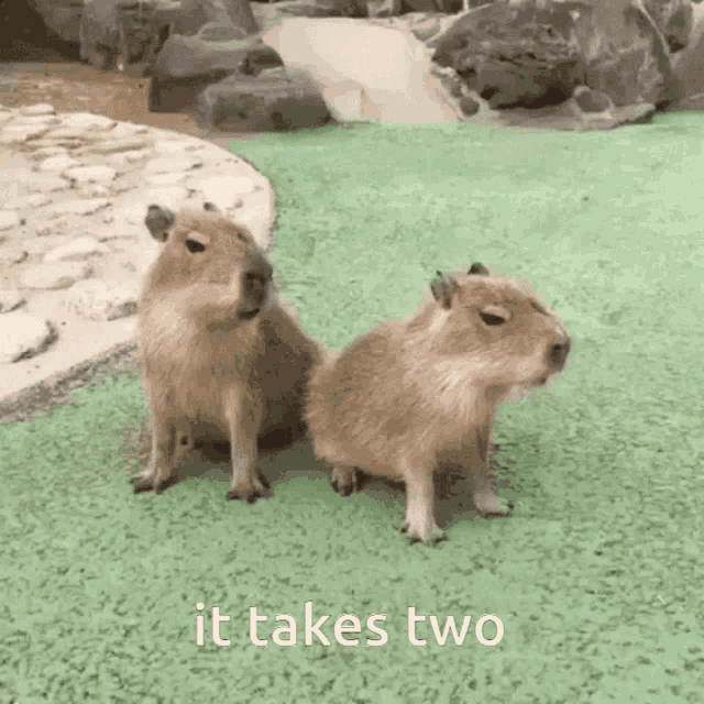 Abbey It Takes Two GIF - Abbey It Takes Two Capybara GIFs