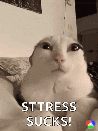 a cat is laying on a bed with the words sttress sucks written on the bottom