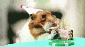 a brown and white hamster wearing a party hat is eating a piece of cake