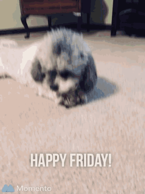 a dog laying on a carpet with the words happy friday on the bottom