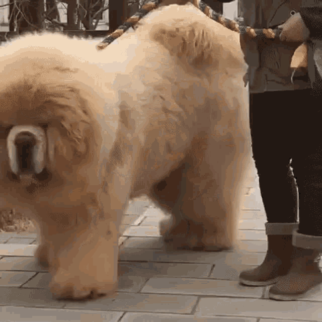 Chow Chow Puppy GIF