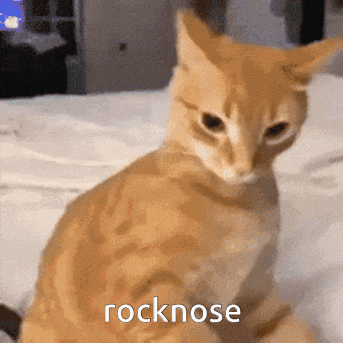 an orange cat is sitting on a bed with the word rocknose written on the bottom