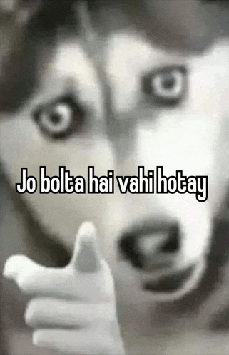 a husky dog is pointing at the camera with the words jo bolta hai wahi hotay