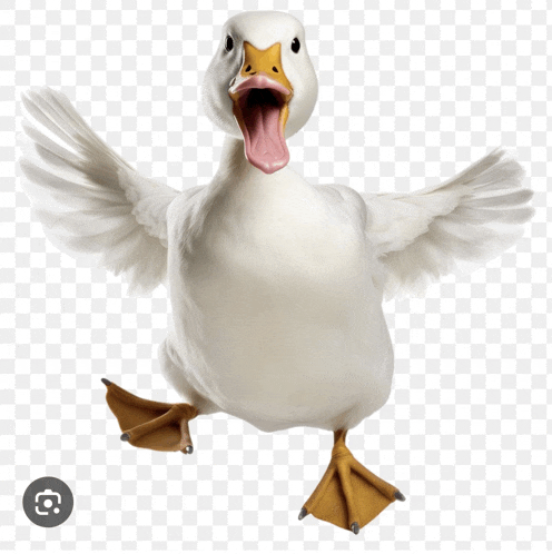 a white duck with its mouth open and its wings outstretched on a transparent background