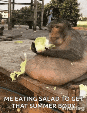 a fat monkey eating a salad with a caption that says me eating salad to get that summer body