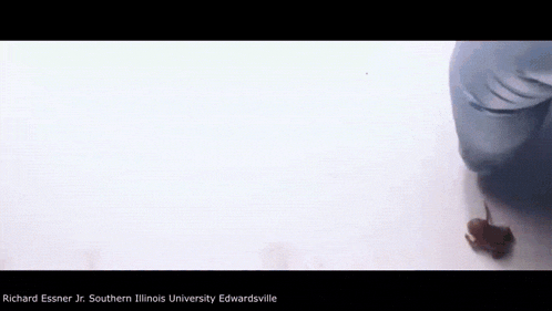 richard essner jr. southern illinois university edwardsville is written on the bottom of the screen