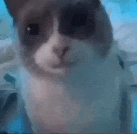 a close up of a cat 's face looking at the camera with a blue background .
