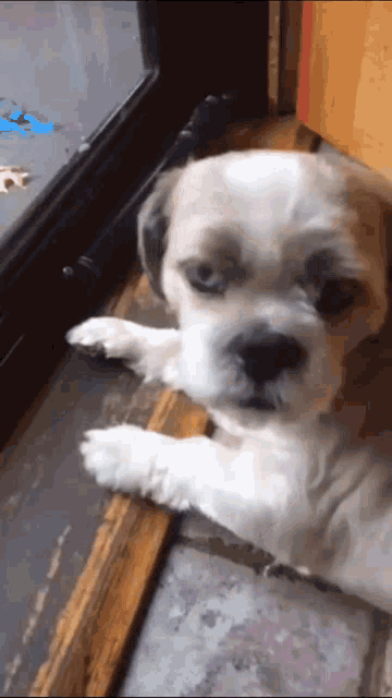 a puppy laying on a window sill looking out the window
