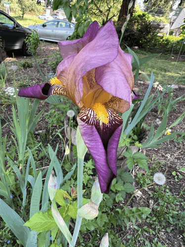 a large purple flower with a yellow center