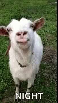 Funny Animals Goat GIF - Funny Animals Goat Goatlick GIFs