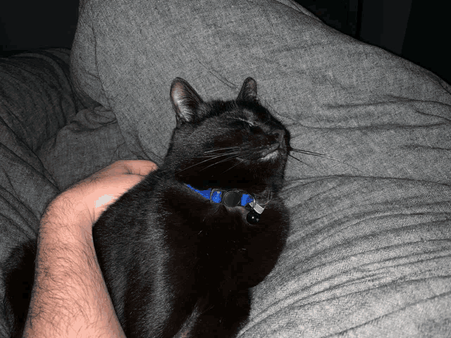 a black cat wearing a blue collar is laying on a gray blanket
