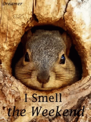 Squirrel Sniffing GIF - Squirrel Sniffing Cute GIFs