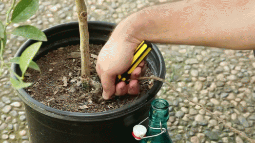 Automatic Watering Plant GIF
