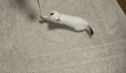 Toy Collision GIF - Cat Spin Round And Round GIFs