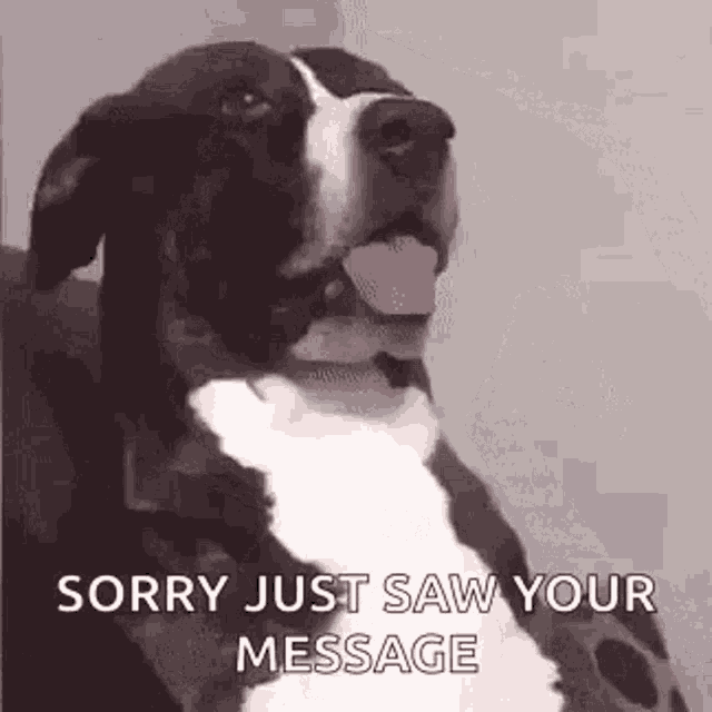 What You Talkin Bout Funny Animals GIF - What You Talkin Bout Funny Animals Dog GIFs