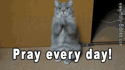 a picture of a cat with the words pray every day
