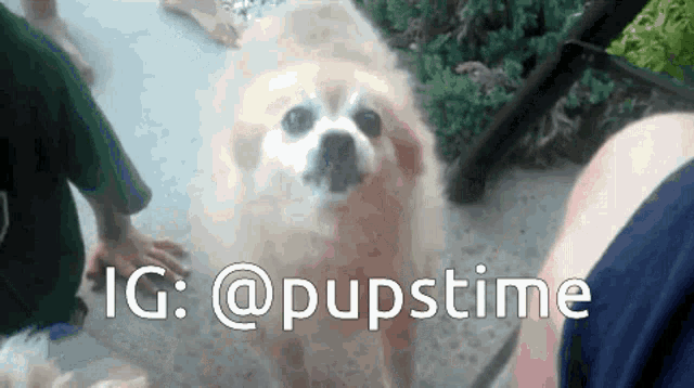 a dog is standing in front of a sign that says ' ig : @pupstime '
