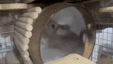 a hamster in a cage with a wheel that says ' ice ' on it