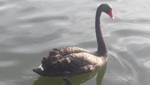 a black swan with a red beak is floating on a body of water