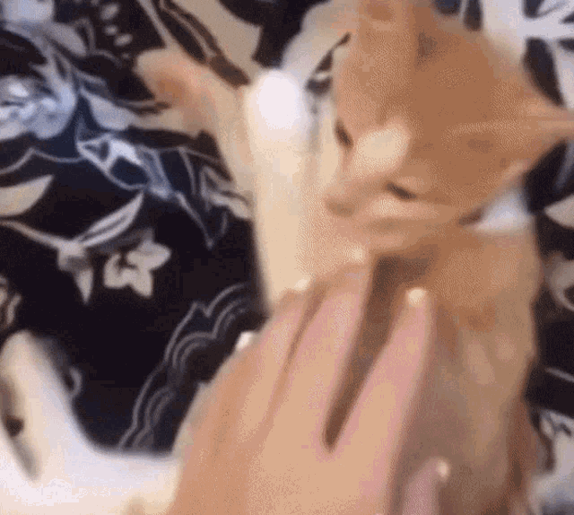 Cat Sleep Meme GIF - Cat Sleep Meme GIFs