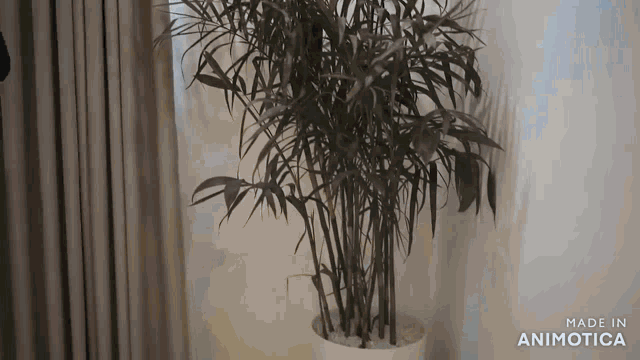 a potted plant is sitting in front of a window in a room made in animatica