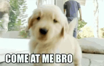 Come At Me Bro Puppies GIF - Come At Me Bro Puppies Dogs GIFs