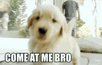 a puppy is standing in front of a window and a man is walking behind it .