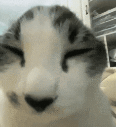 a close up of a cat 's face with its eyes closed .