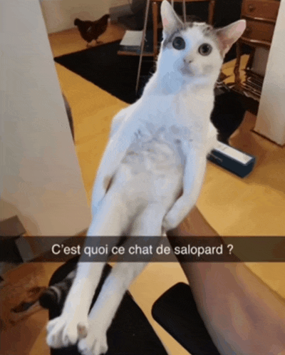 a picture of a cat with the caption c'est quoi ce chat de salopard ?