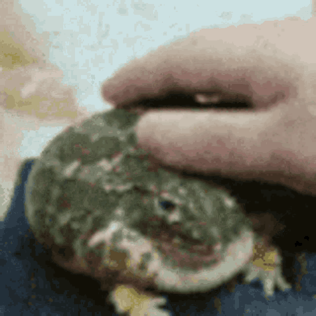 a close up of a person petting a frog with their hand .