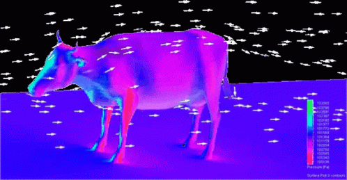 Aerodynamics Cow GIF - Aerodynamics Cow Fluid Dynamics GIFs