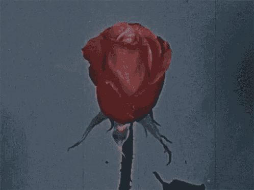 a close up of a red rose against a blue background