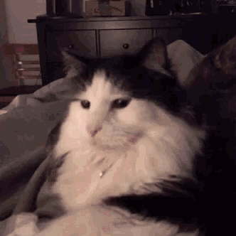 a black and white cat is laying on top of a bed looking at the camera .