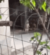 a monkey is standing in front of a wire fence behind a tree .