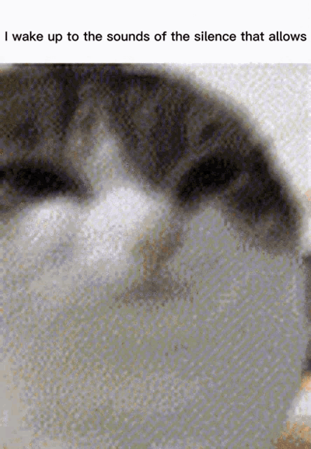 a close up of a cat 's face with the words i wake up to the sounds of the silence that allows