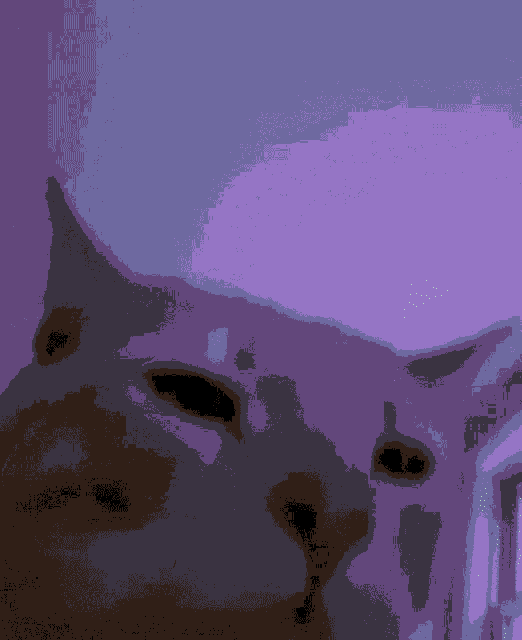 a close up of a cat 's face on a purple background .