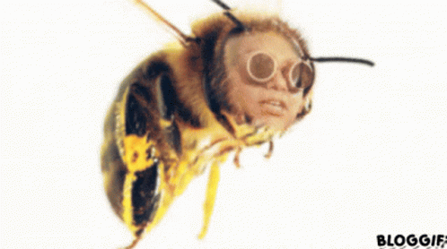 Bee Looking For Honey GIF - Bee Looking For Honey Insect GIFs