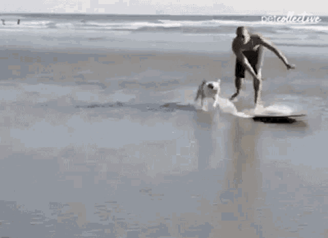 Surfing The Pet Collective GIF - Surfing The Pet Collective Dog GIFs