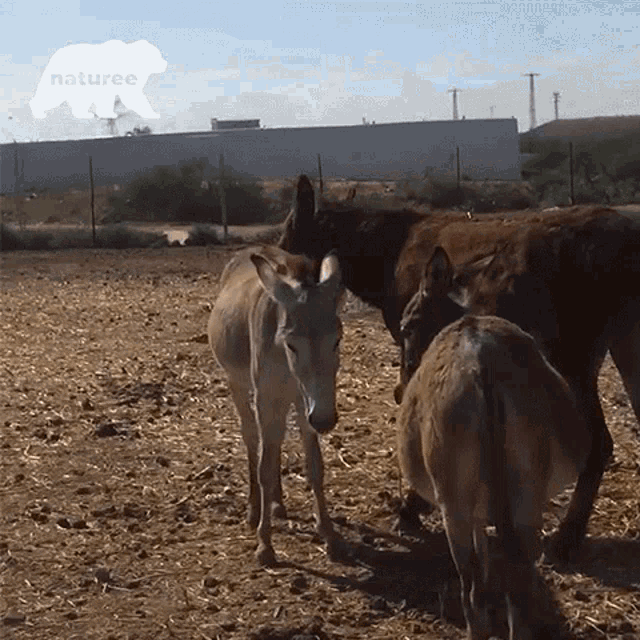 Chilling Donkey GIF - Chilling Donkey Pony GIFs