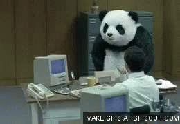 Panda Work GIF - Panda Work Office GIFs